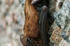 Šikšnosparnis. Deivido M. foto IMG_7468_AA